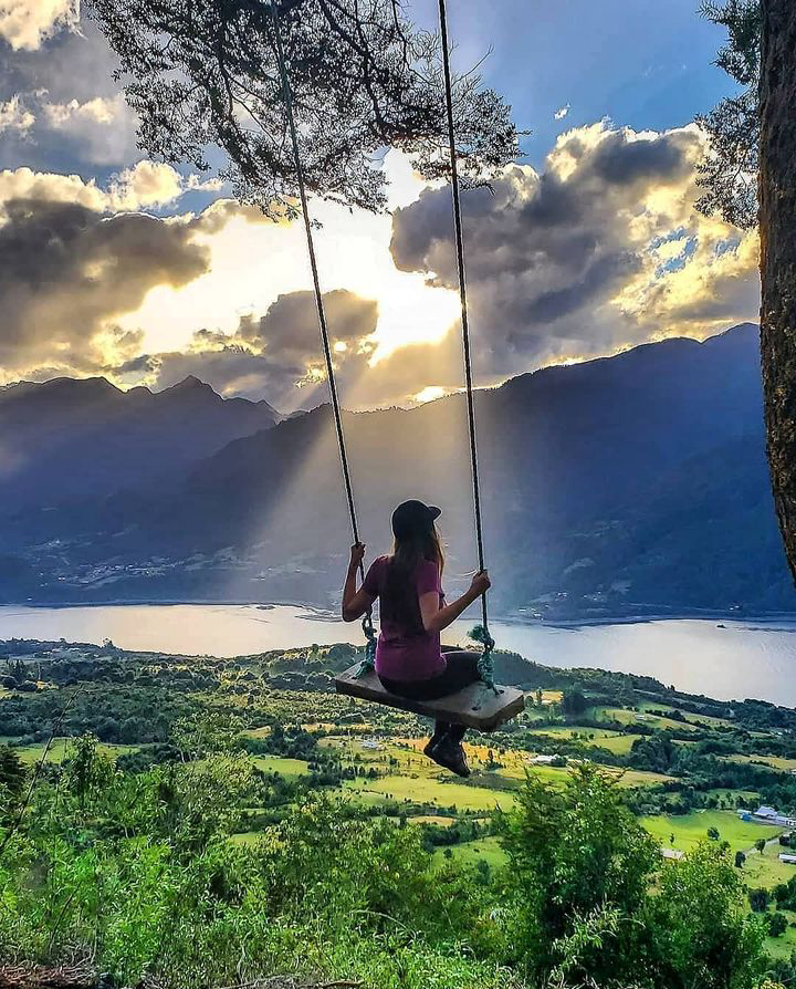 Coihue de los columpios